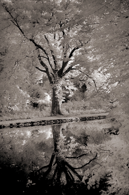 Canal Reflection Schuylkill River Canal, Montclair, PA � Dave Hickey